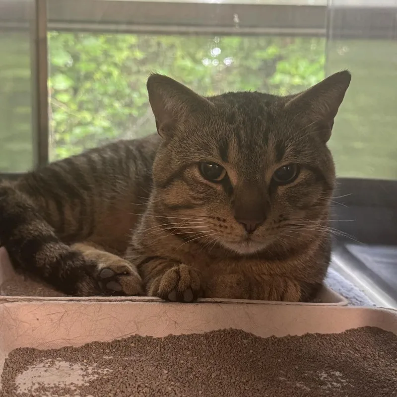 An adult medium-sized male Brown / Chocolate Domestic Short Hair cat named MiMi Moo Moo for adoption in Baltimore, MD