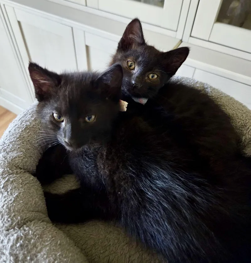 A baby medium-sized male Black American Shorthair cat named Lenny & Louis for adoption in The Dalles, OR