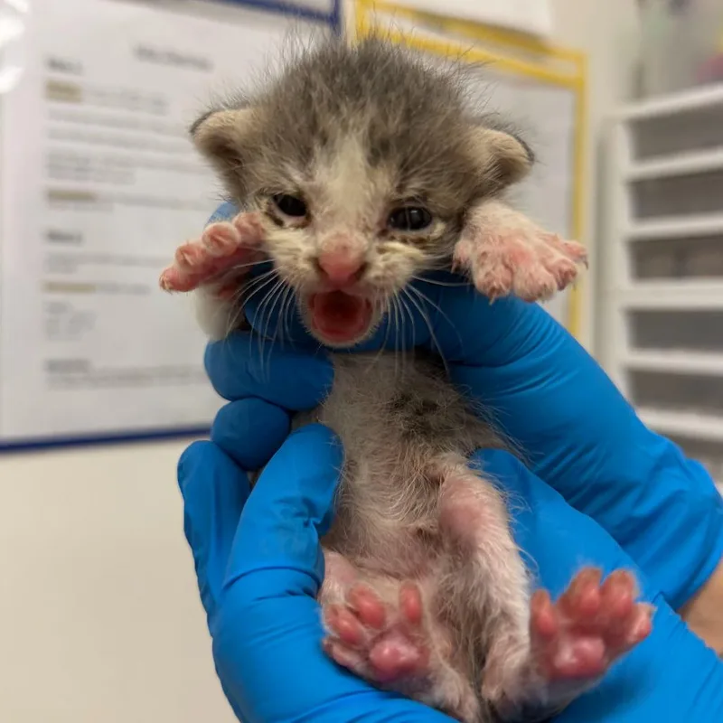 A baby small-sized male Domestic Short Hair cat named Napoleon N for adoption in Edinburg, TX
