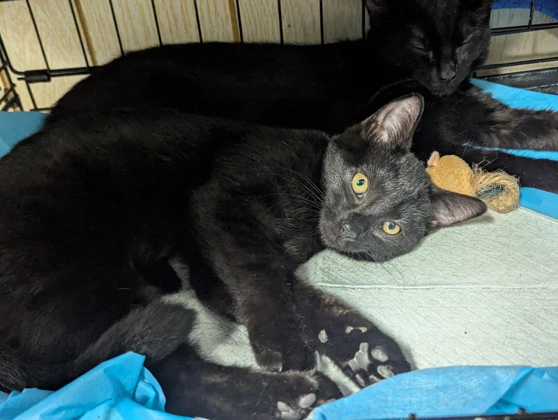 A baby medium-sized female Black Domestic Short Hair cat named Cupid for adoption in Broomall, PA