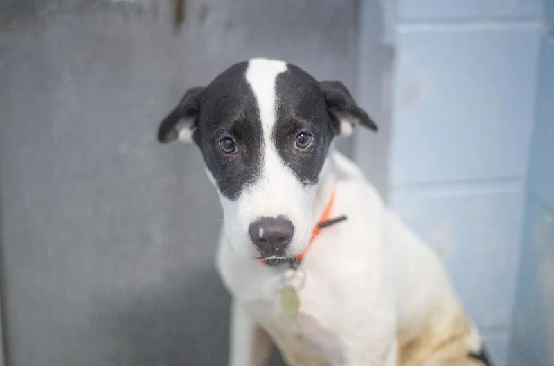 A baby medium-sized male Labrador Retriever dog named Eli for adoption in Mountain Home, AR