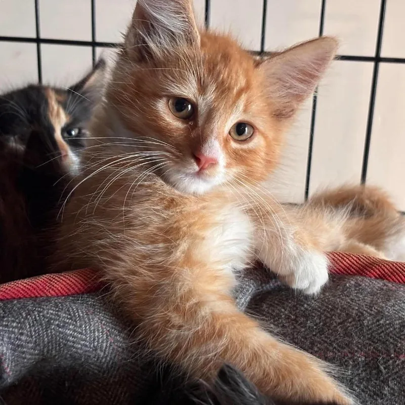 A baby small-sized male Domestic Medium Hair cat named Ron for adoption in Nampa, ID