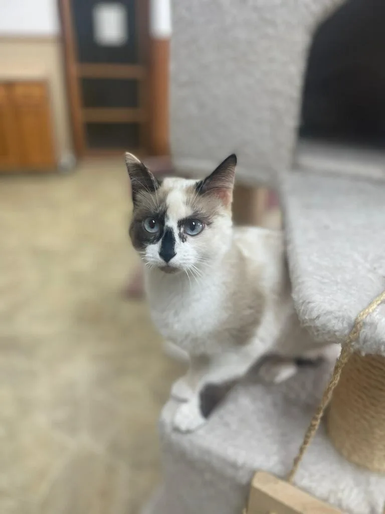 A young medium-sized female Buff & White Siamese cat named Mercedes for adoption in Neillsville, WI