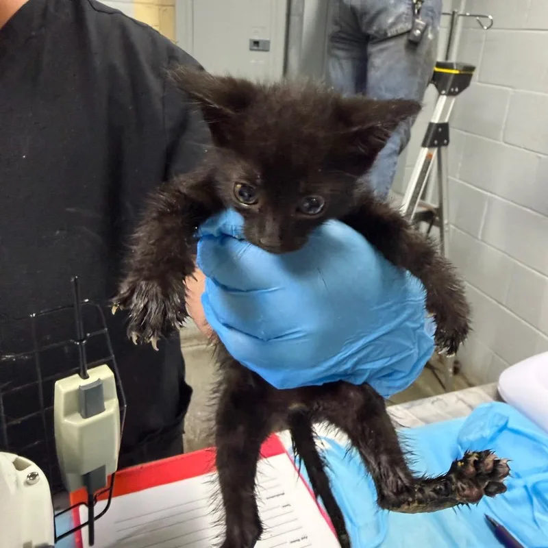 A baby small-sized female Black Domestic Short Hair cat named Baby Push Pop for adoption in Summerville, SC