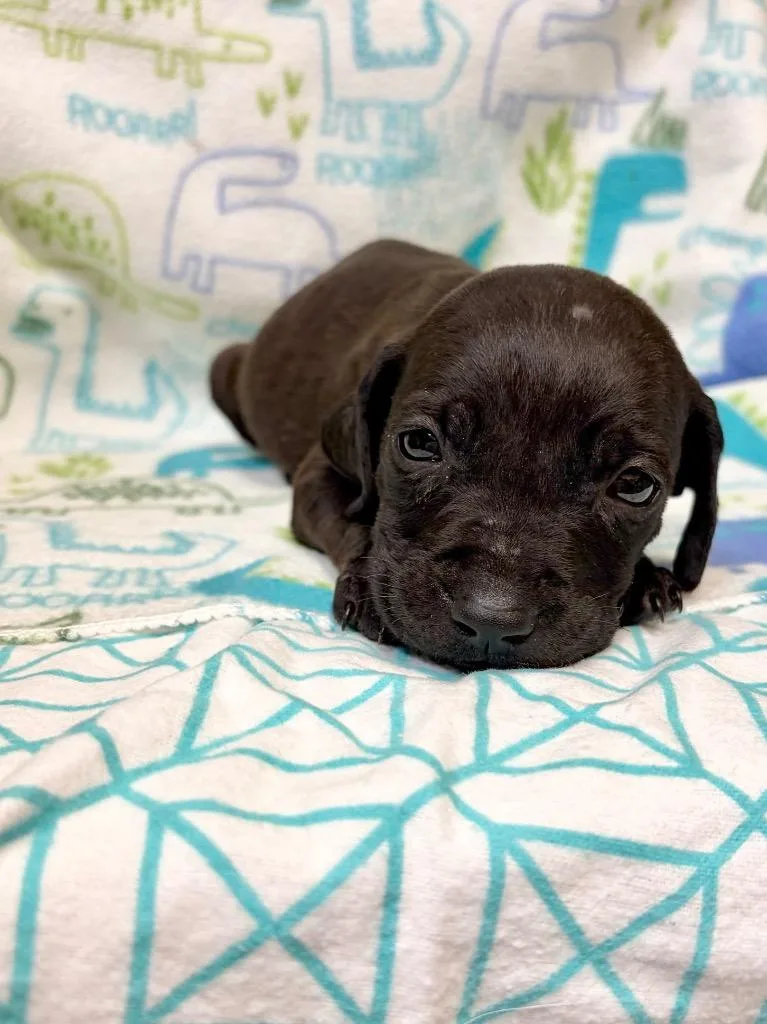 A baby large-sized male Weimaraner dog named Korbel for adoption in Clinton, SC
