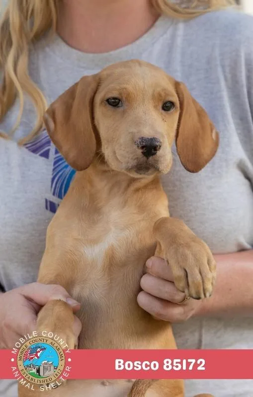 A young medium-sized male Yellow / Tan / Blond / Fawn Mixed Breed dog named Bosco for adoption in Mobile, AL