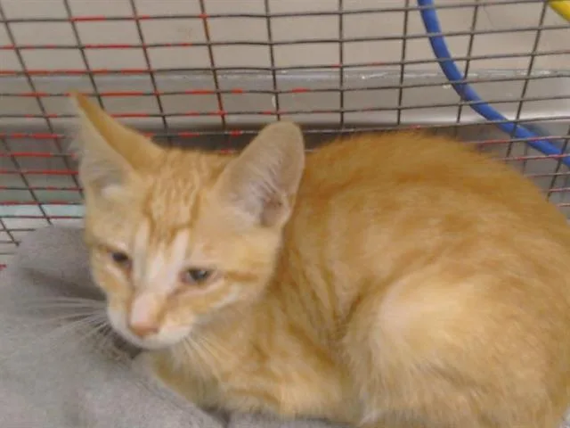 A baby small-sized male Domestic Short Hair cat named Giordi for adoption in Sacramento, CA