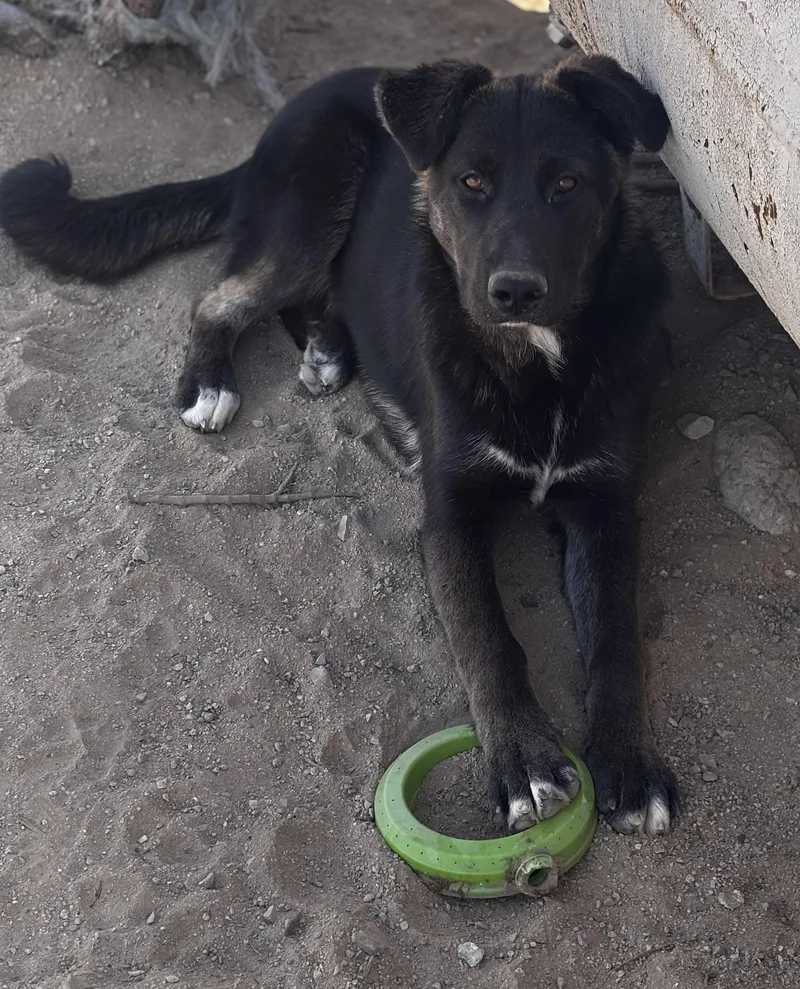A young medium-sized female Tricolor (Brown, Black, & White) German Shepherd Dog dog named Agatha for adoption in Helendale, CA