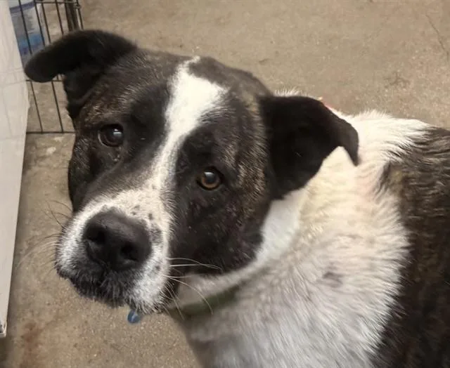 An adult large-sized female Anatolian Shepherd dog named Lucinda for adoption in Tucson, AZ