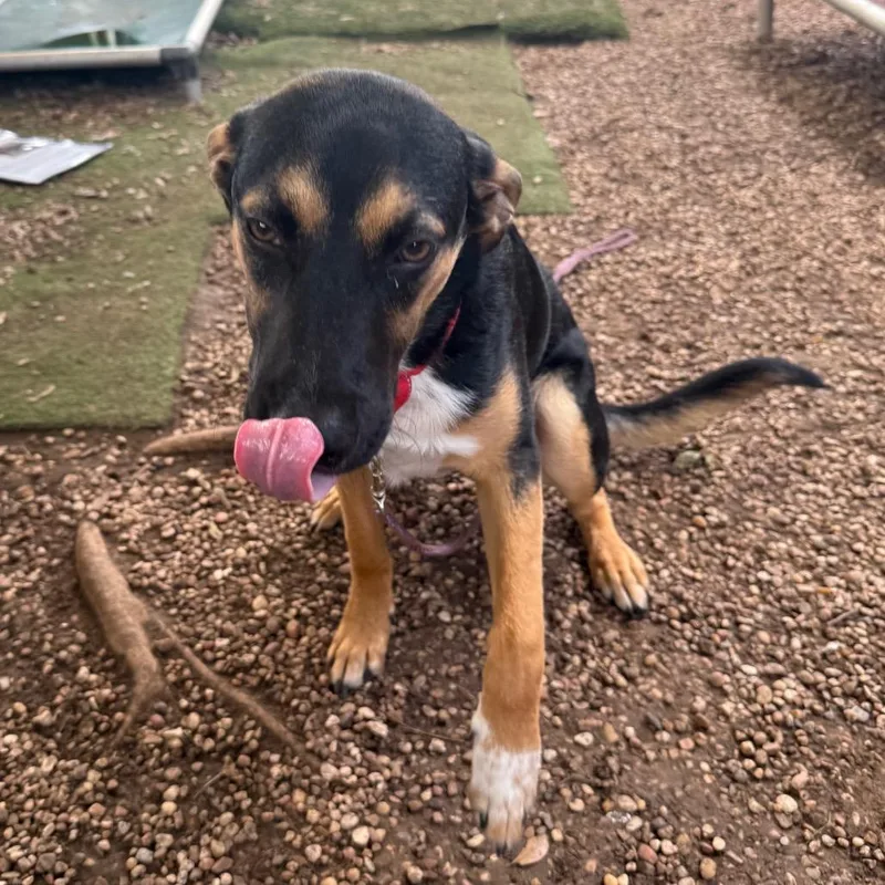 A young medium-sized male Black Chihuahua dog named Waffle for adoption in Austin, TX