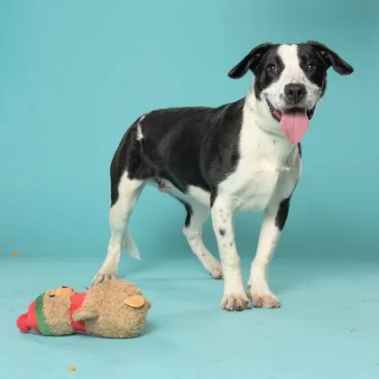 A baby small-sized male Mixed Breed dog named Elf for adoption in Atlanta, GA