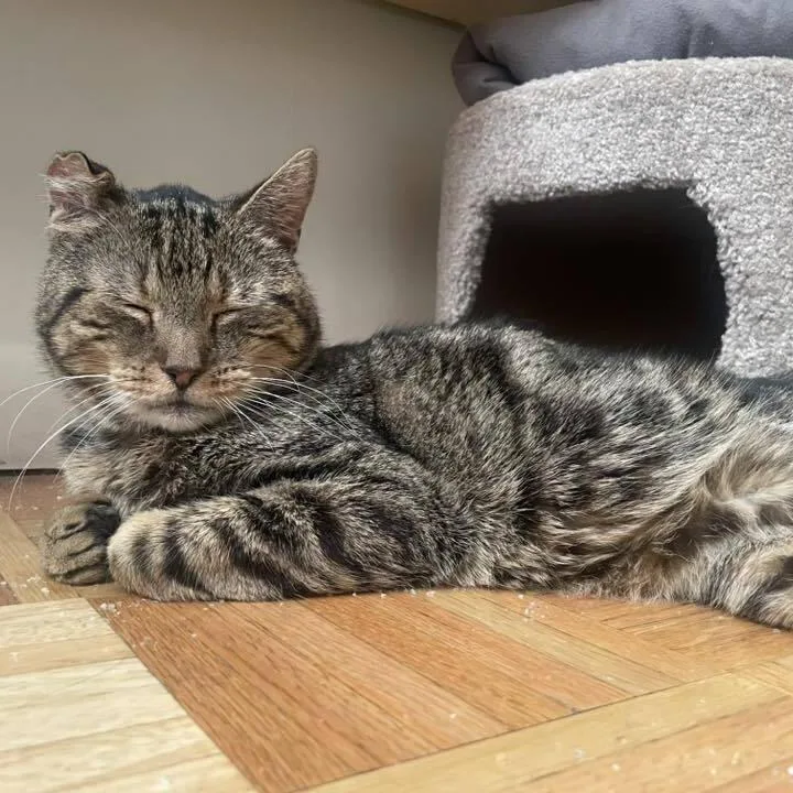 A senior small-sized male Brown / Chocolate Domestic Short Hair cat named Teddy for adoption in Long Island City, NY