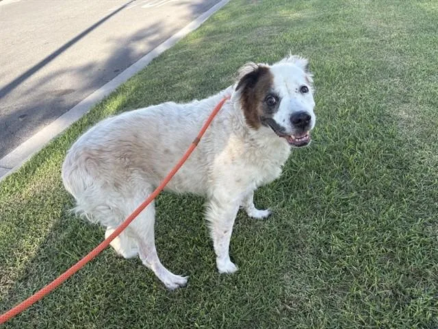A senior medium-sized male Australian Shepherd dog named Rufus for adoption in Ontario, CA