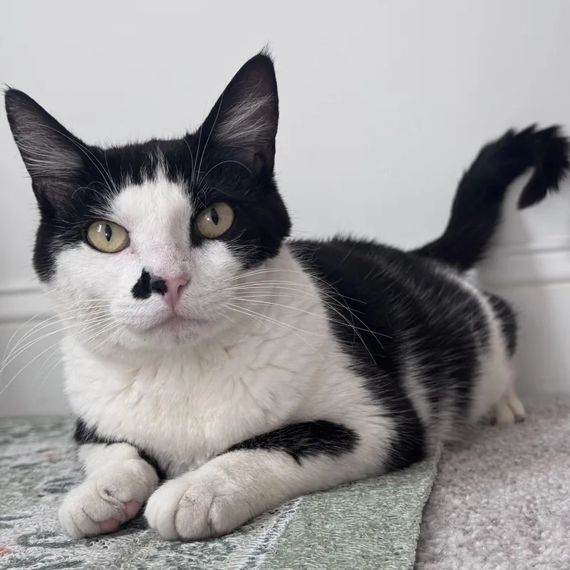 An adult medium-sized female Black & White / Tuxedo Domestic Short Hair cat named Frankie for adoption in Bellmawr, NJ