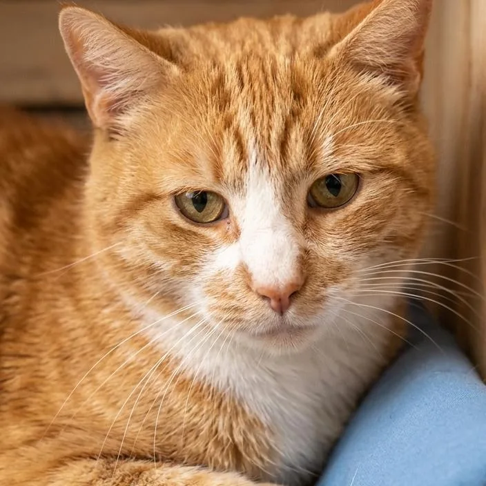 A young small-sized male Orange / Red Domestic Short Hair cat named Crouton for adoption in Pasadena , MD