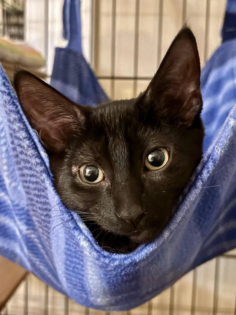 A baby large-sized male Black Domestic Short Hair cat named Woody for adoption in Red Bank, NJ