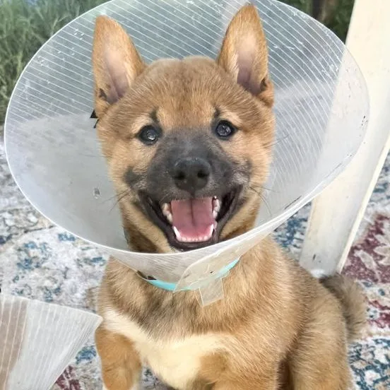 A baby small-sized male Shiba Inu dog named Tod for adoption in Toledo, OH