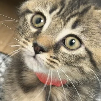 Stanley