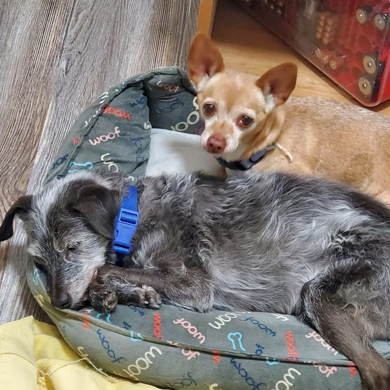 Delilah and Snoopy thumbnail 4