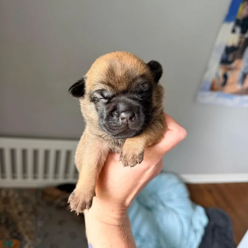 Nacho thumbnail 3