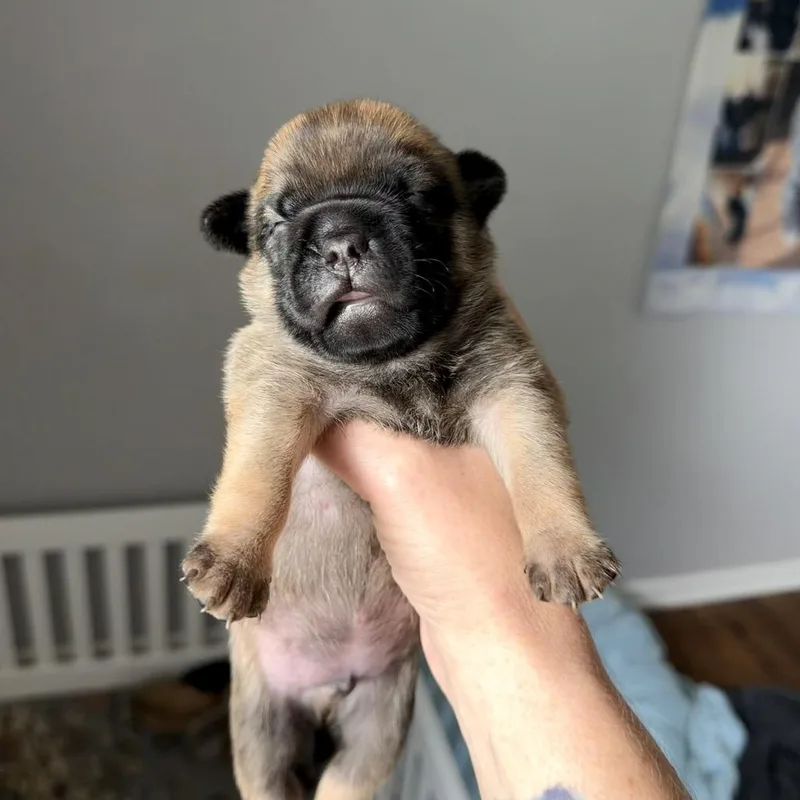 Nacho thumbnail 4