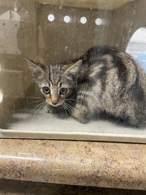A baby small-sized female Domestic Short Hair cat named Maple for adoption in Tallahassee, FL