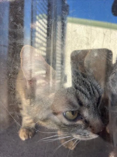An adult small-sized female Domestic Short Hair cat named Miracle for adoption in Woodland, CA