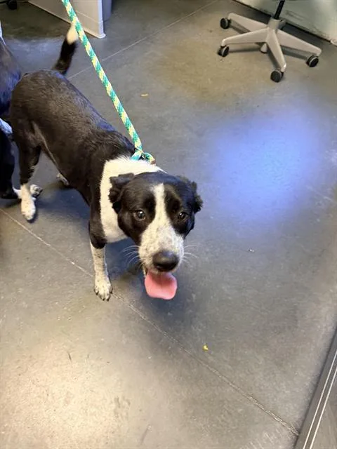 A young large-sized female Australian Cattle Dog / Blue Heeler dog named Nova for adoption in Santa Cruz, CA