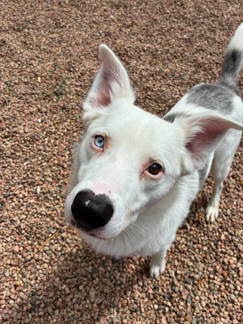 An adult medium-sized male Shepherd dog named Zeus for adoption in Canon City, CO
