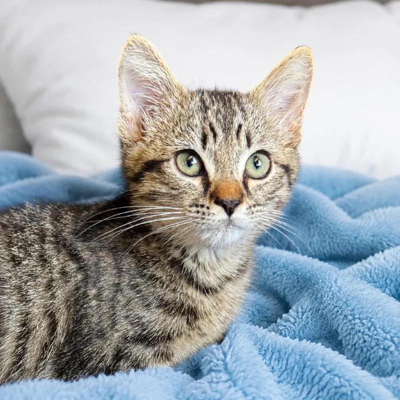 A baby small-sized male Brown / Chocolate Domestic Short Hair cat named Dilly for adoption in Chapel Hill, NC