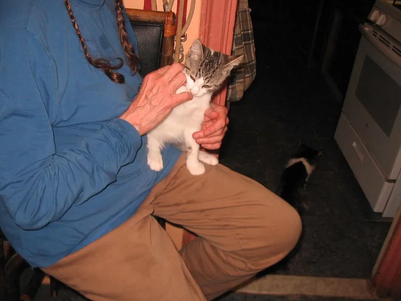 A baby medium-sized male Domestic Short Hair cat named Junior for adoption in Brooklyn, NY