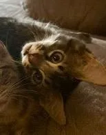 Simba thumbnail 4