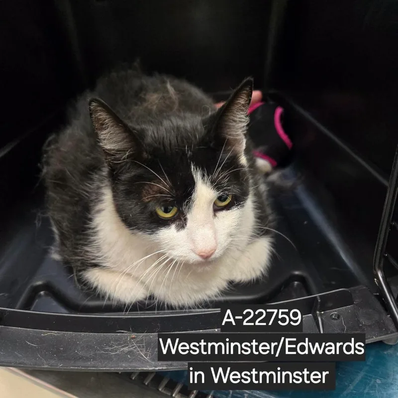 WAGSStray