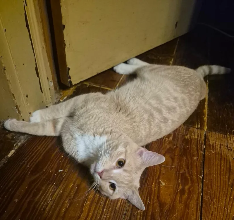 A young medium-sized male Domestic Short Hair cat named Nelson for adoption in Portland, IN