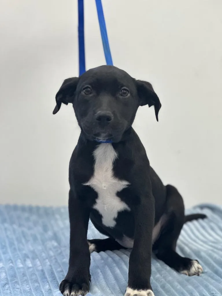 A baby small-sized female Labrador Retriever dog named Victoria for adoption in Cambridge, MD