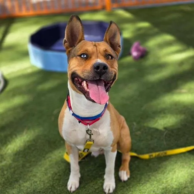 An adult extra large-sized male Pit Bull Terrier dog named Togo for adoption in Las Vegas, NV