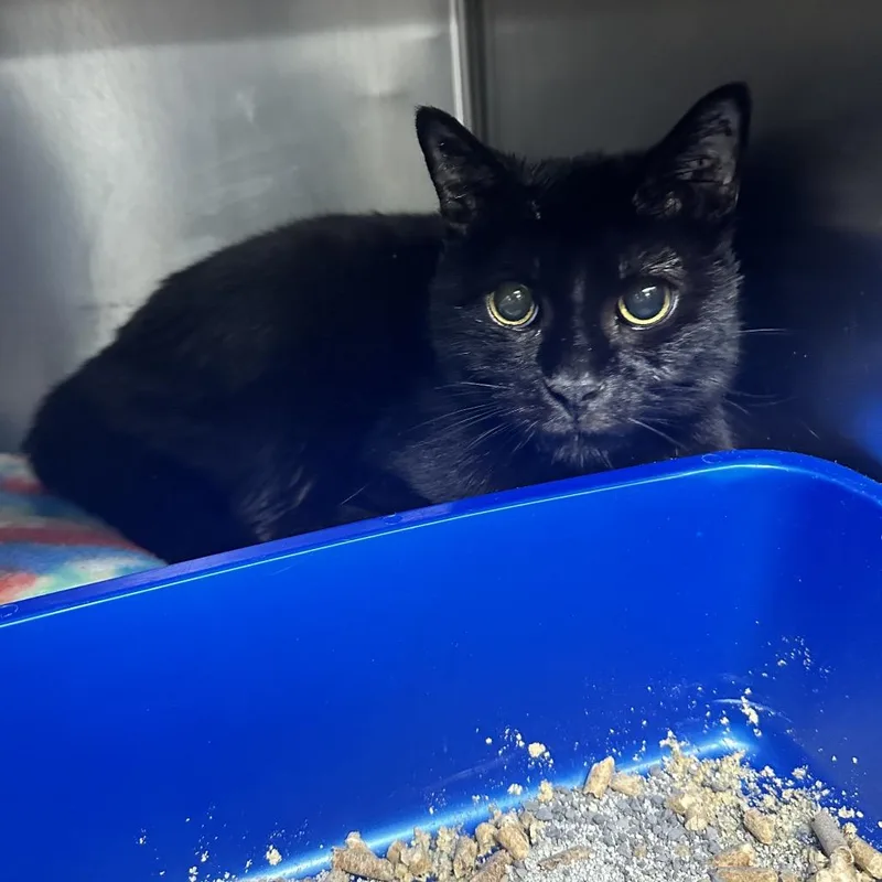 A senior medium-sized male Black Domestic Short Hair cat named Marrow Ci for adoption in Union, MO
