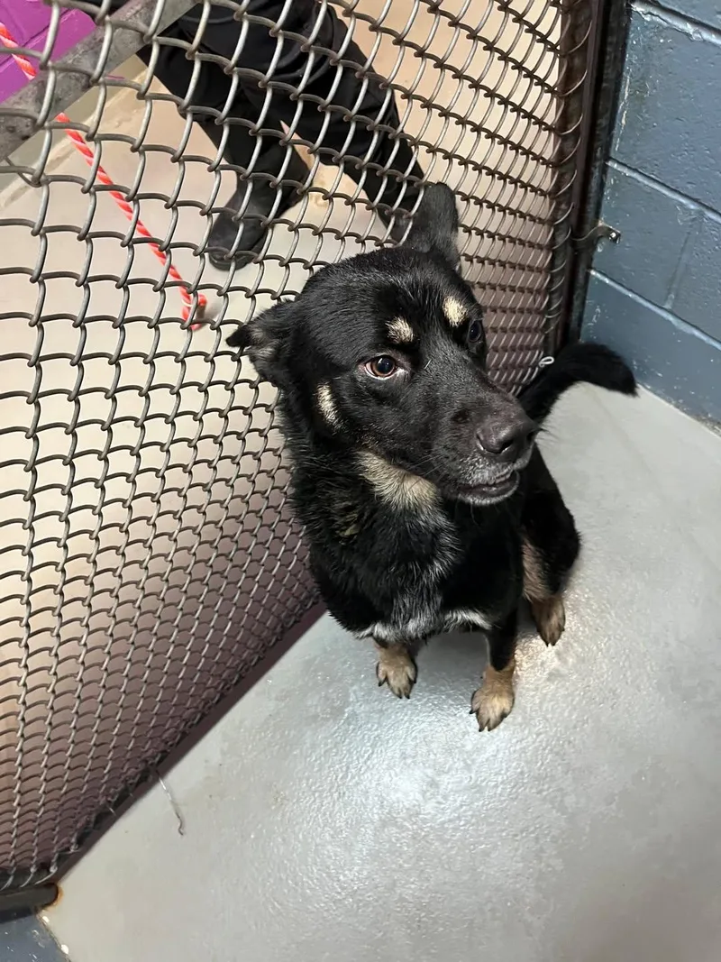 A young medium-sized male German Shepherd Dog dog named Whiskey for adoption in Rowlett, TX