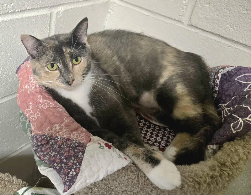 A young large-sized female Calico cat named Summer for adoption in North Kingstown, RI