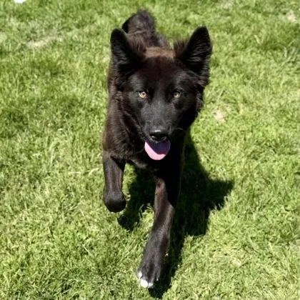A young medium-sized male Black Mixed Breed dog named Pawbert for adoption in Dubuque, IA