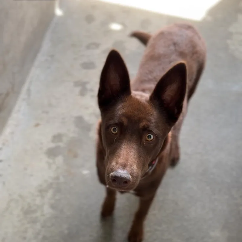 Azelma A thumbnail 2