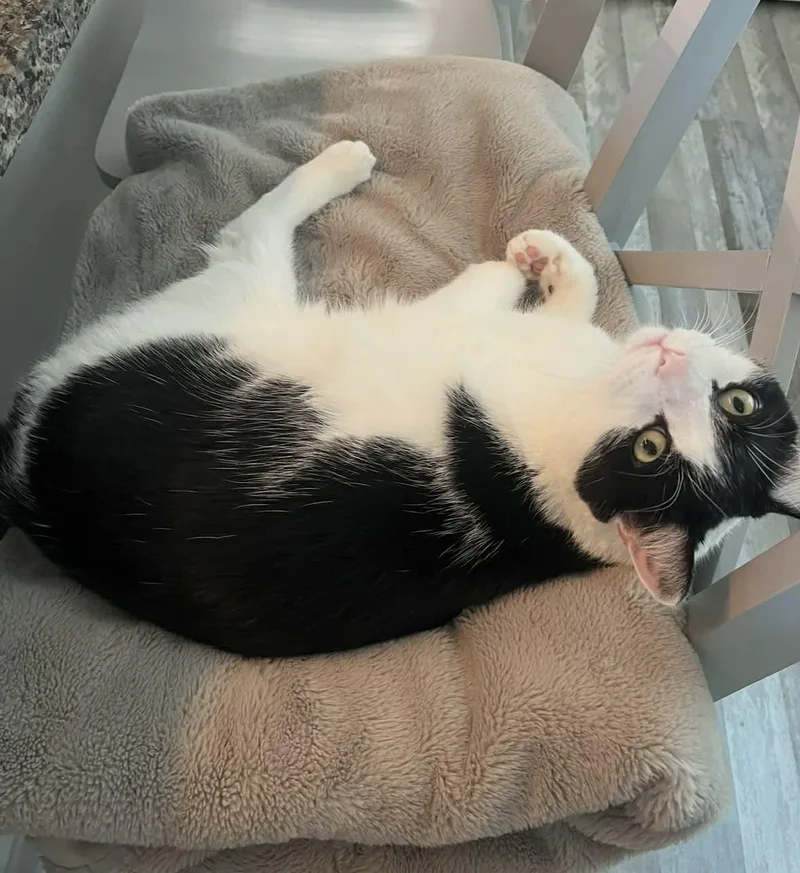 An adult large-sized male American Shorthair cat named Theo for adoption in Berwick, ME