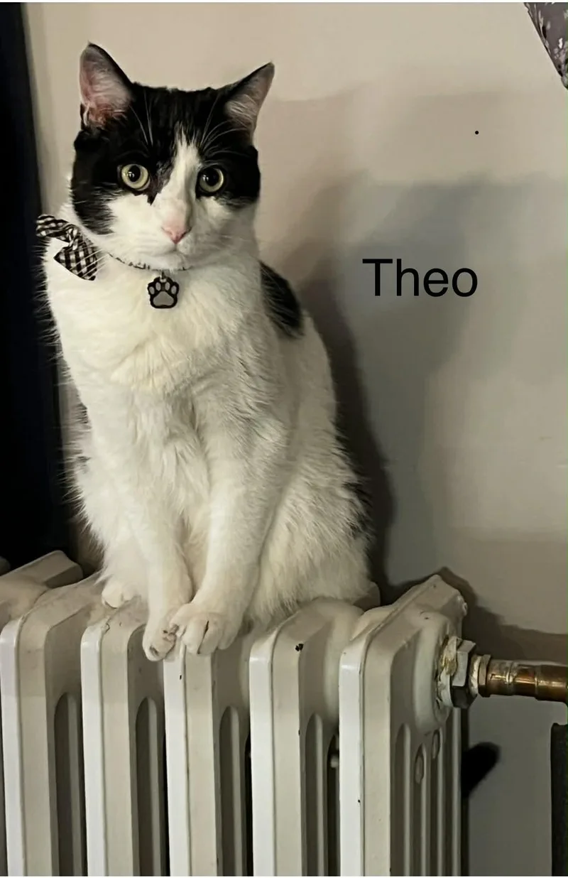 Theo thumbnail 2