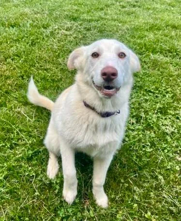 A young medium-sized female Labrador Retriever dog named Violet for adoption in Mocksville, NC