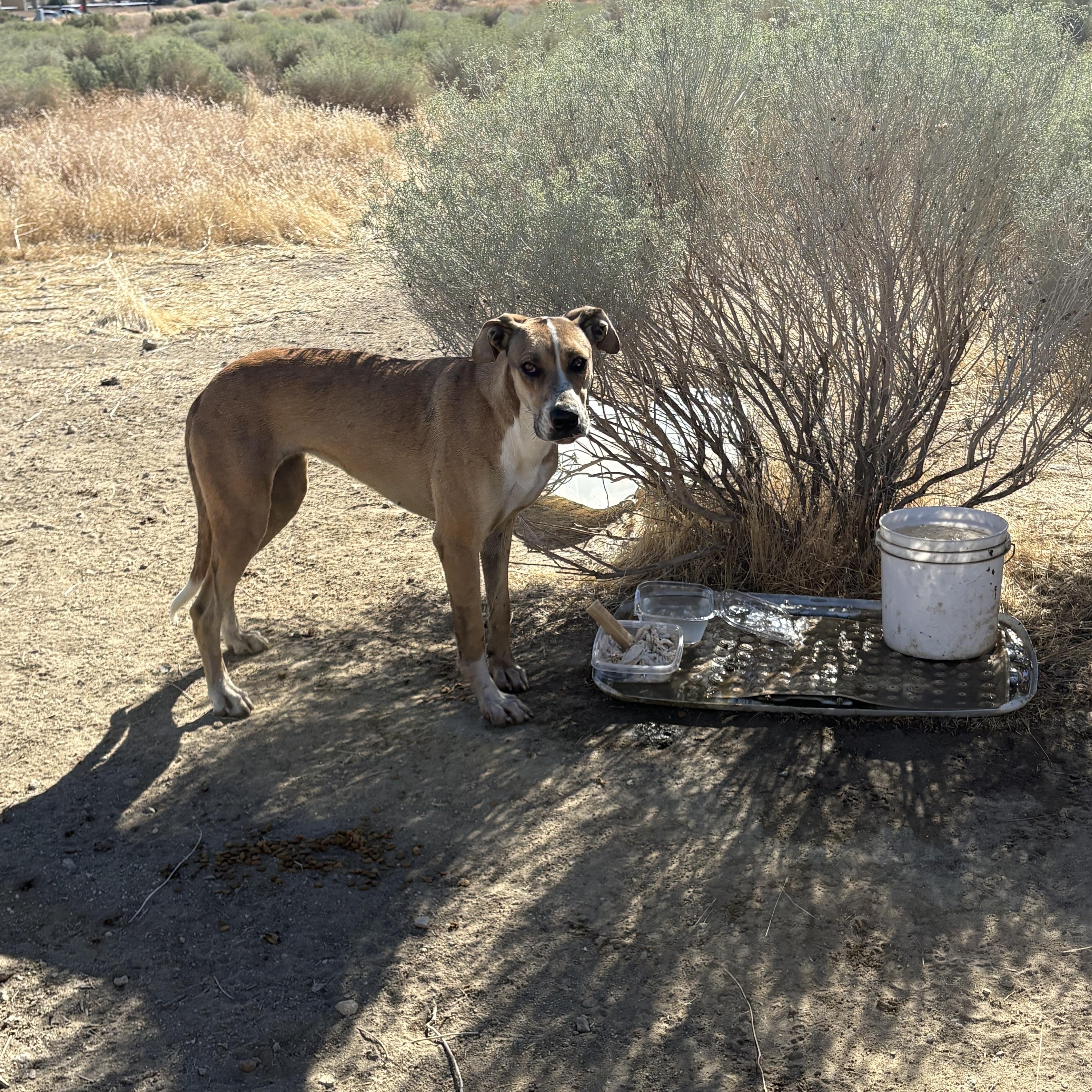 A young medium-sized female Apricot / Beige Great Dane dog named Aria for adoption in Palmdale, CA