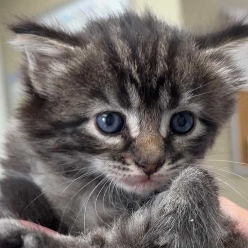 A baby small-sized female Brown / Chocolate Domestic Medium Hair cat named Dori for adoption in Henderson, KY