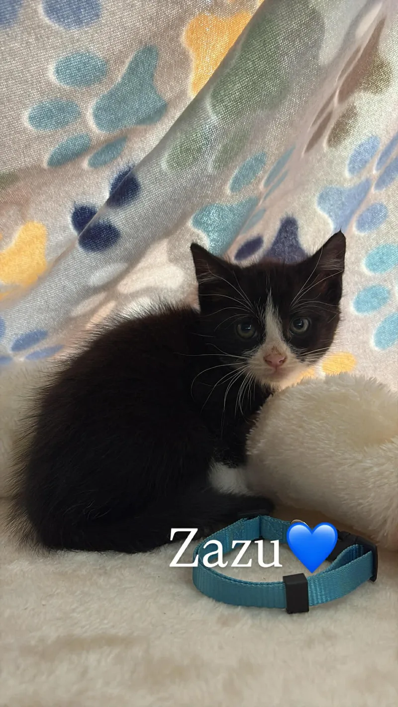 A baby medium-sized male Domestic Short Hair cat named Zazu Grace for adoption in Saunderstown, RI