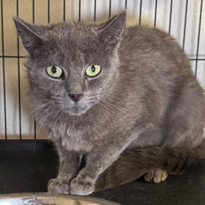 A young medium-sized female Domestic Medium Hair cat named Denise for adoption in Saginaw, MI