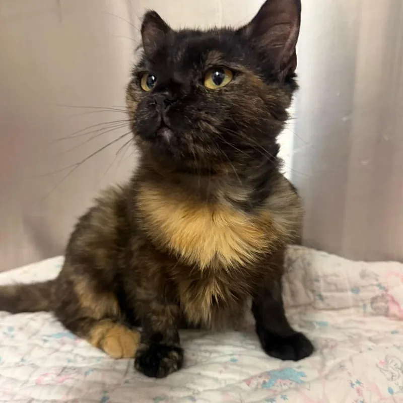 A young small-sized female Black Domestic Short Hair cat named Ashwagandha Meet Me At for adoption in Buffalo, MN