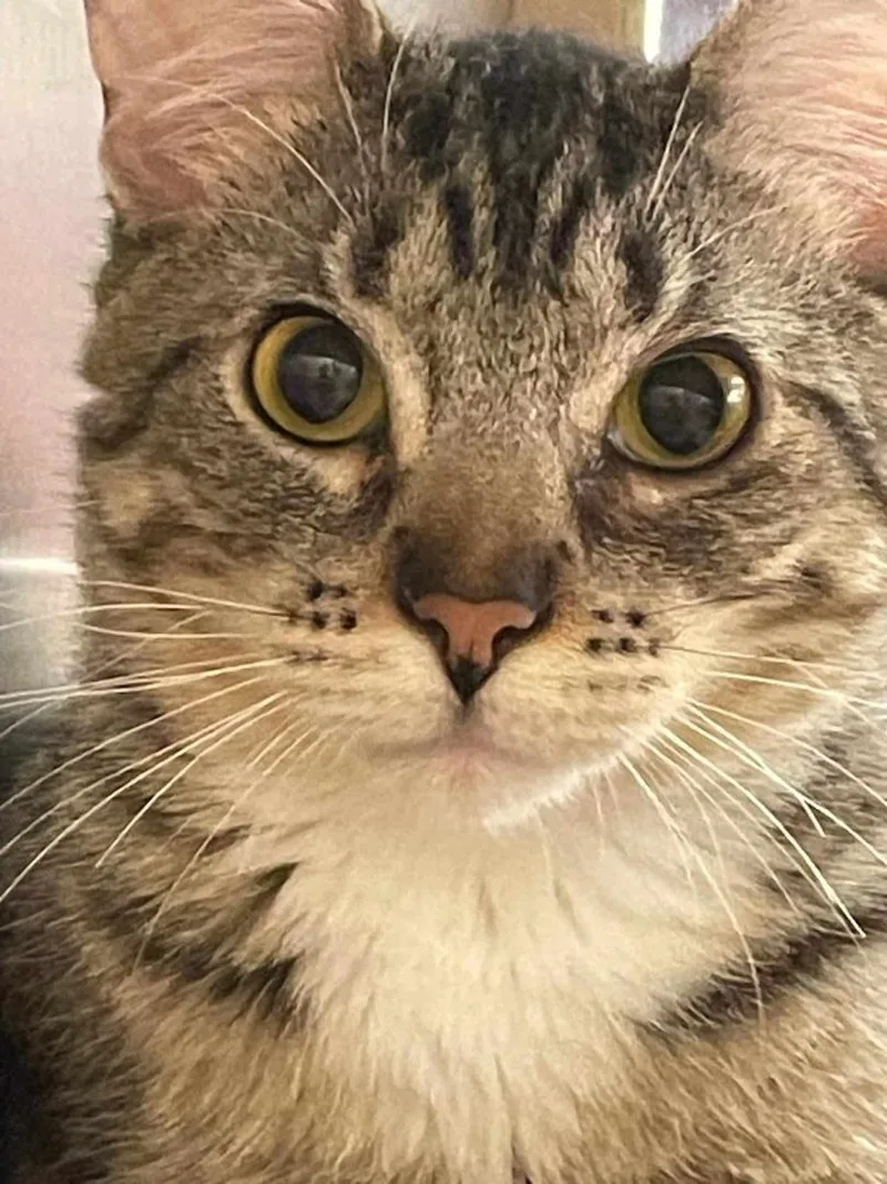 A young medium-sized male Tabby (Leopard / Spotted) Egyptian Mau cat named Bobo Del Rey for adoption in HEMET, CA